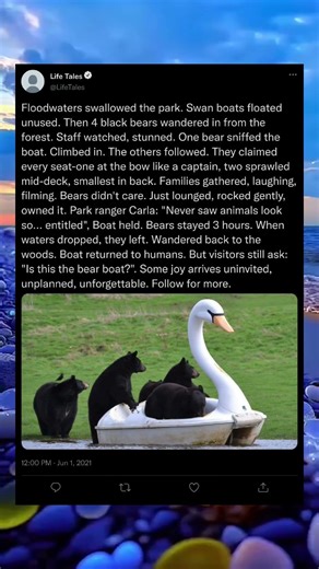 The Swan Carrying Four Captain Bears 🦢🐻🐻🐻🐻 #nature #animals #viral