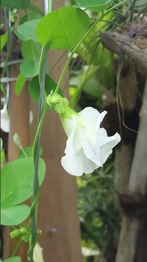 bunga telang putih #tanaman #nature #bunga #bungatelang #bungatelangputih #koleksiputoesoemi
