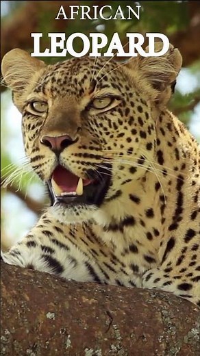 Fangs Revealed: African Leopard Wildlife Experience