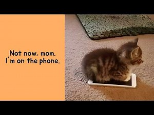 50 Hilarious Cat Memes From This Page That Will Make You Laugh