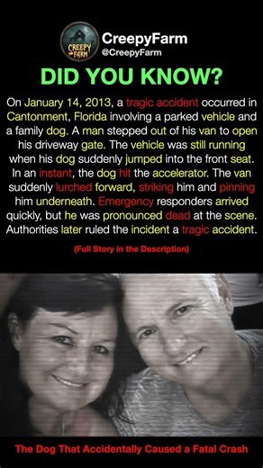 The Dog That Accidentally Caused a Fatal Crash