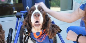 Dog treated successfully for botulism at UF »  College of Veterinary Medicine » University of Florida
