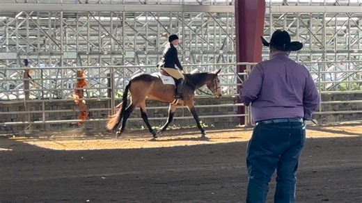 SC State Fair Donkey and Mule Show on Reels