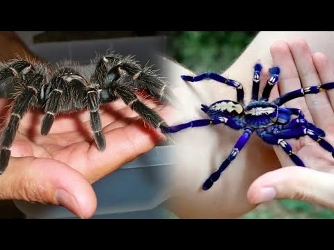 8 Jenis Laba-Laba Terbesar Yang Pernah Ditemukan | Tarantula