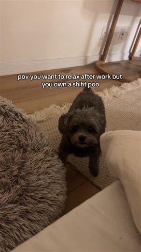 Milo Luna & Dooby | my “nOOo” is giving the SpongeBob mocking meme.. 😶‍🌫️ also Luna wanted Dooby’s treat because hers disappeared somehow 🤔 (she ate it) | Instagram