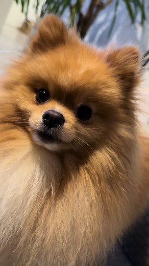 Understanding Pomeranians: Traits and Care Tips