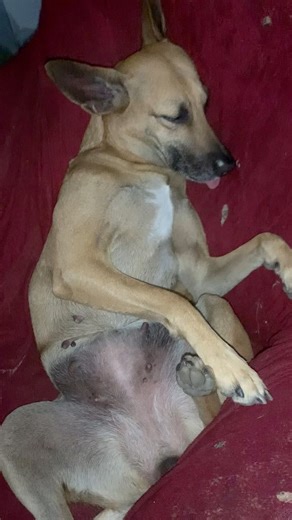 1.7K views · 95 reactions | As aventuras do Faraó2.7 Essa é a minha cadela zinobel Vê como ela dorme | Faraó | Facebook