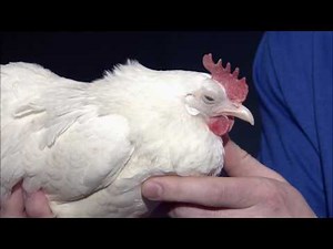 Components of a poultry showmanship presentation