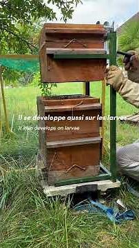 Ruche Warré VS Varroa : comment faire son traitement varroa 💪 #varroa
