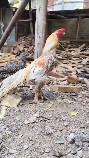 Parrot Beak Aseel Rooster/Parrot Beak Aseel Murga