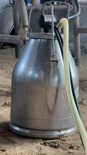 Real Village Milking Process😳😱🐄#shots #cow #farming #dairy #dairyherd