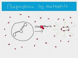 AS Biology - Phagocytosis