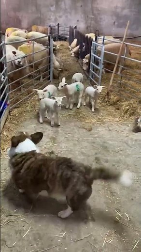 Cardigan Corgi And Scottie Duo Mesmerise Lambs With A Unique Herding Style