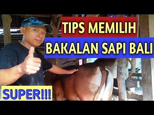 tips memilih bakalan sapi bali super
