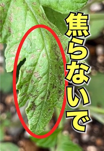 家庭菜園でのミニトマト栽培のコツ