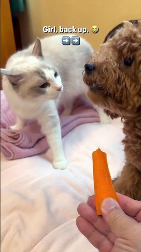 Everything was going perfectly… until Luna showed up! #bearandluna #toypoodle 🥰🐻