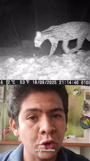 ¿Sabías que el ocelote en realidad no es tan selectivo como parece?