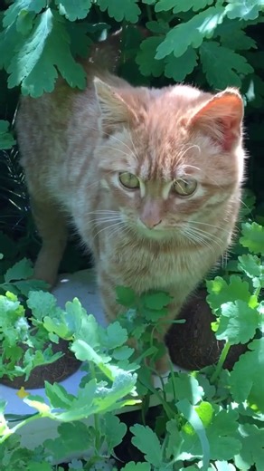 Kitten shorts 🐱 #kitten #animallife #catlovers #cat