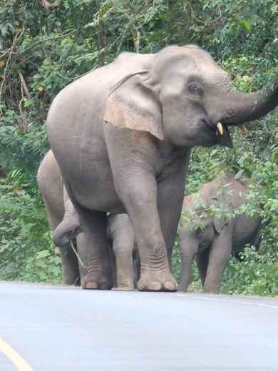 4K views · 284 reactions | ฉากเปิดตัว #ช้างพัง #ช้างพลาย | DxShutter : ถ่ายอะไรได้ก็ถ่าย | Facebook