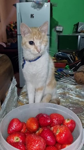 Cute and Funny TikTok Cat Videos Compilation