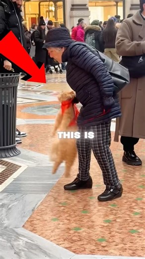 This Is NOT How You Carry a Cat… 😳🐱 #shorts