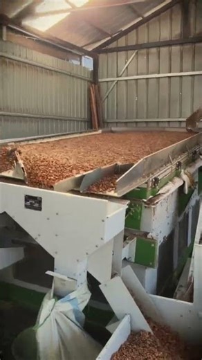 modern innovation of pine nut sorting machine that works well #shorts