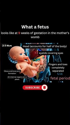 What Happens During 9 Week PREGNANCY Development?