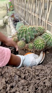 212K views · 4.7K reactions | Cactus flowers #minivlog | Angkur Marak | Facebook