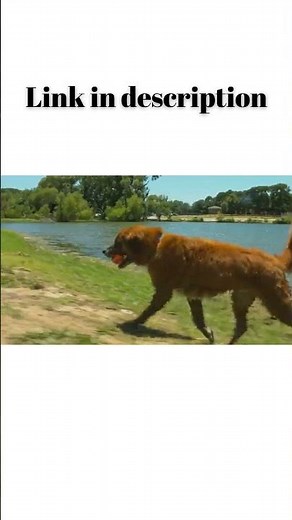 Chuckit! Ultra Ball Dog Toy | Durable, Bouncy Fetch Balls for Medium Dogs (2 Pack, 2.5")