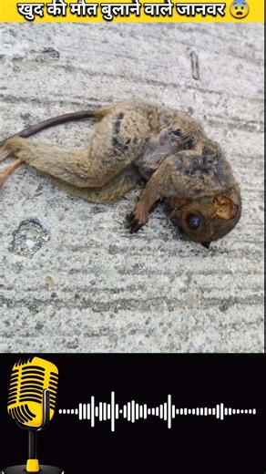 Animals That Cause Their Own Death 😱