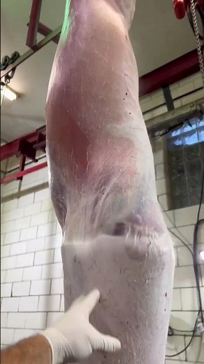 “It’s no skin off my back”-this lamb, probably