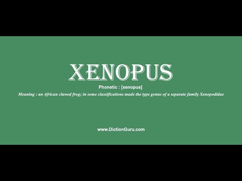 xenopus: How to pronounce xenopus with Phonetic and Examples