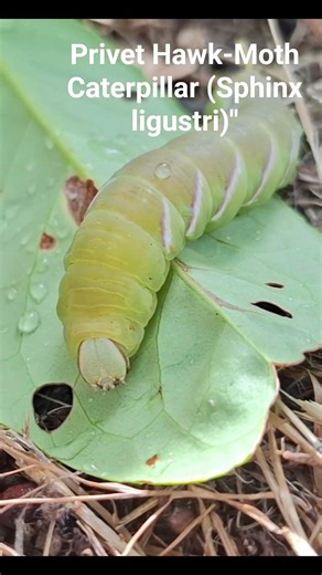 Is this the BIGGEST caterpillar in the UK?! 🐛 UK Wildlife