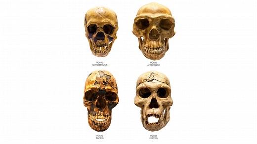 Decoding the mysteries of Homo sapiens' survival: study reveals three million years of adaptation