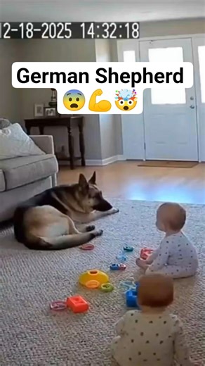 German Shepherd saved baby from dog bite #cctv #cctvfootages #homecamera #homedog
