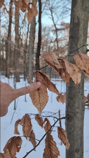 Hiking with trees -- American beech (Fagus grandifolia) winter ID.