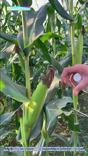 The Art of Crop Protection: Using Plastic Bottles to Shield Corn from Pests