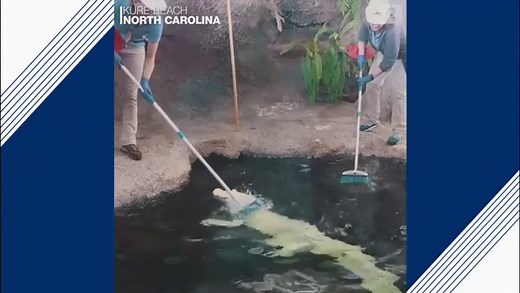 Albino alligator gets a scrub