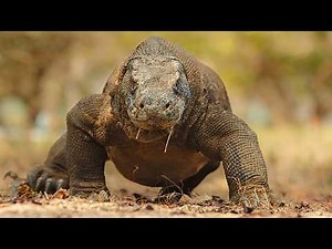 Komodo Dragon: Earth's Last True Dragon Explained!