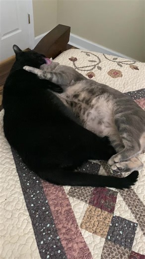 Amy Satori on TikTok