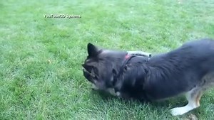 Dog getting his stride back after being fitted with custom 3-D printed paws and legs: http://abcn.ws/1uTt08C | ABC News