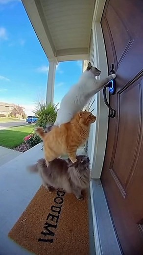 8.4K views · 215 reactions |  The Purrfect Break-In: Cat Burglars Strike Again!  #FunnyCats #CatBurglars #DoorbellCamera #CaughtOnCamera #CatComedy #Teamwork #CatVideo #PetHumor #SneakyCats #CatsOfTheDay #ViralPets #AnimalMischief #Caturday #SmartCats #CatGang | Sweet Deal Spot | Facebook
