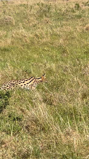 33 reactions | 2 days ago @jeff_hyer @shelleykhunkhun and I spotted this beautiful rare serval cat in Masai Mara | Gorilla O'clock | Facebook