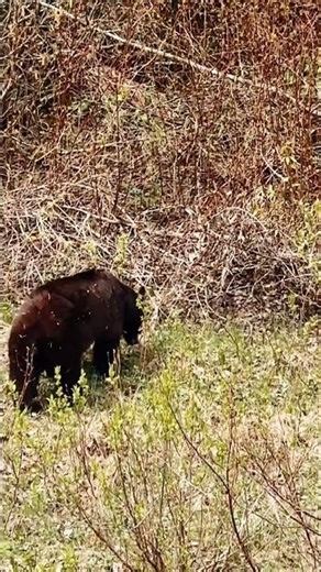 Cinnamon bear chilling on a Sunny day! #cinnamon #blackbear