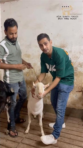 Barbari Breeder @AsiaBakriMandi #trending #shorts