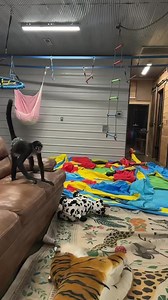 40K views · 3.4K reactions | All playing, no one was mad just spider monkeys wrestling in slow motion mo  *the night before Bella’s surgery | Our Life Adventures | Facebook