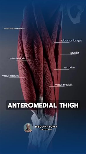 Exploring Thigh Muscles: Anatomy of the Quadriceps