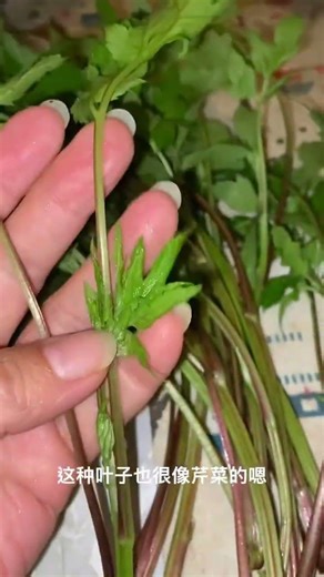 #水芹，学名Oenanthe javanica (Blume) DC.，别名水芹菜、野芹菜、楚葵、水英。英文名Water Celery。属伞形科水芹属。因其生于浅水低洼处得名。全草入药。 #植物科普