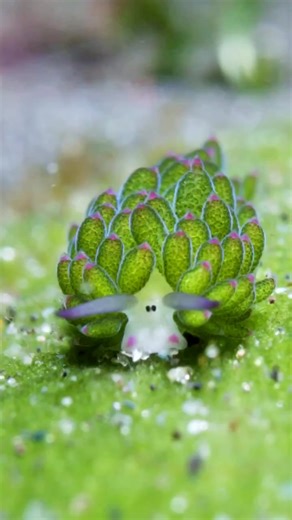 New Pokemon unlocked?! How cute is this tiny Leaf Sheep! It's a tiny sea slug that looks just like a cartoon sheep 🐑 This amazing creature is one of the select few in the world that can use algae for photosynthesis. It gets all its energy from the sun, just like plants. How amazing is that? 🌱 . . . 📽️ @undersea_gameqmi #NoMeatMay #sheep #slug #underwater #seacreature #seaslug #underthesea #pokemon #plants #plantbased #animal #cuteanimals #reel #reels #plant #sea #oceans #naturelovers #naturep