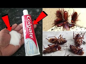 JUST 10 MINUTE || How To Get Rid of Cockroach Permanently In a Natural Way | JUST 10 MINUTES